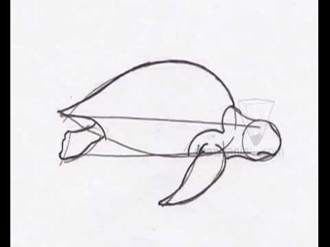 480x360 animal drawing basic how to draw leatherback turtle - Leatherback Sea Turtle Drawing