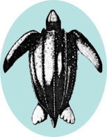 154x198 sea turtle sightings hotline leatherback turtle information - Leatherback Sea Turtle Drawing