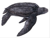 Leatherback Sea Turtle Drawing at PaintingValley.com | Explore ...