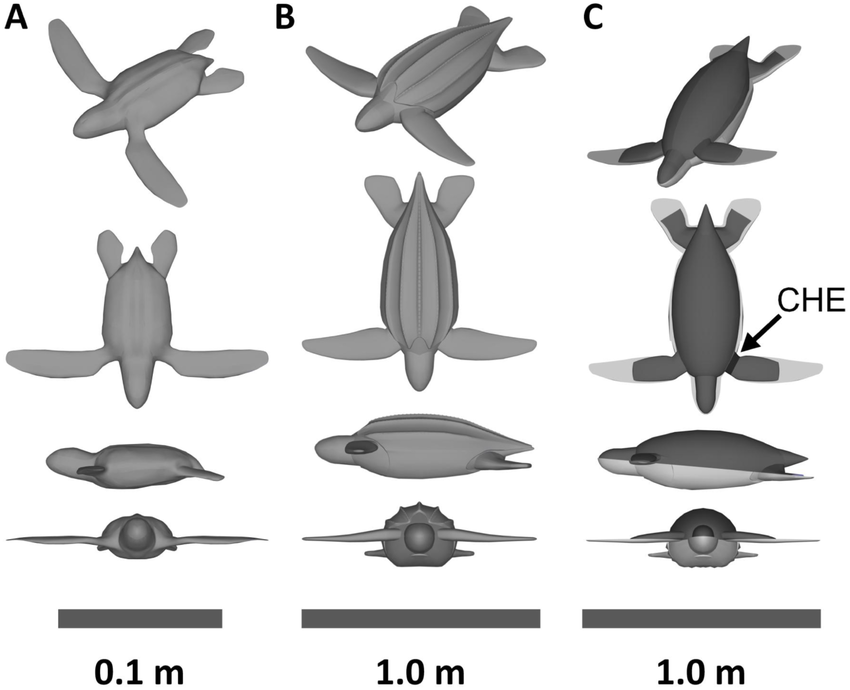850x690 the turtle drawings - Leatherback Sea Turtle Drawing