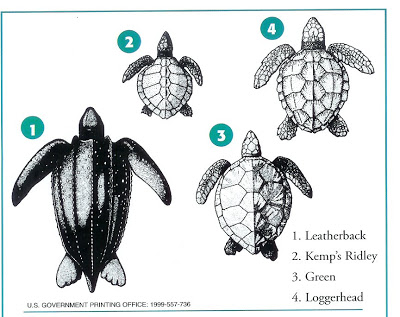 Leatherback Sea Turtle Drawing at PaintingValley.com | Explore ...