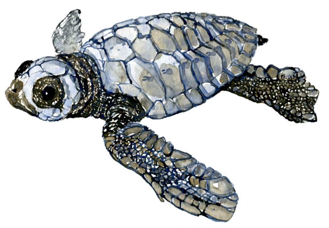 1050x730 baby sea turtles drawings one plus wallpapers - Leatherback Sea Turtle Drawing