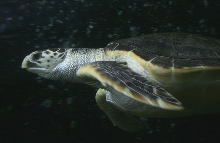 768x498 how to draw a sea turtle step - Leatherback Sea Turtle Drawing