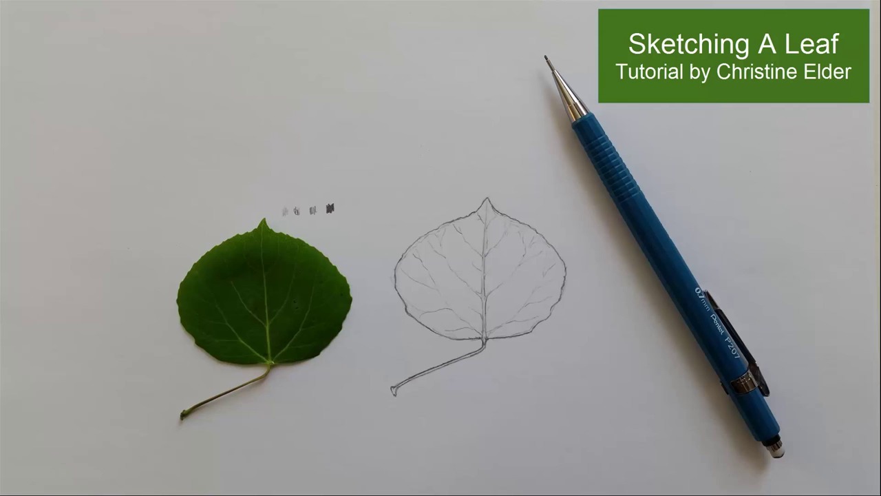1280x720 How To Draw Leaves For Beginners - Leaves For Drawing