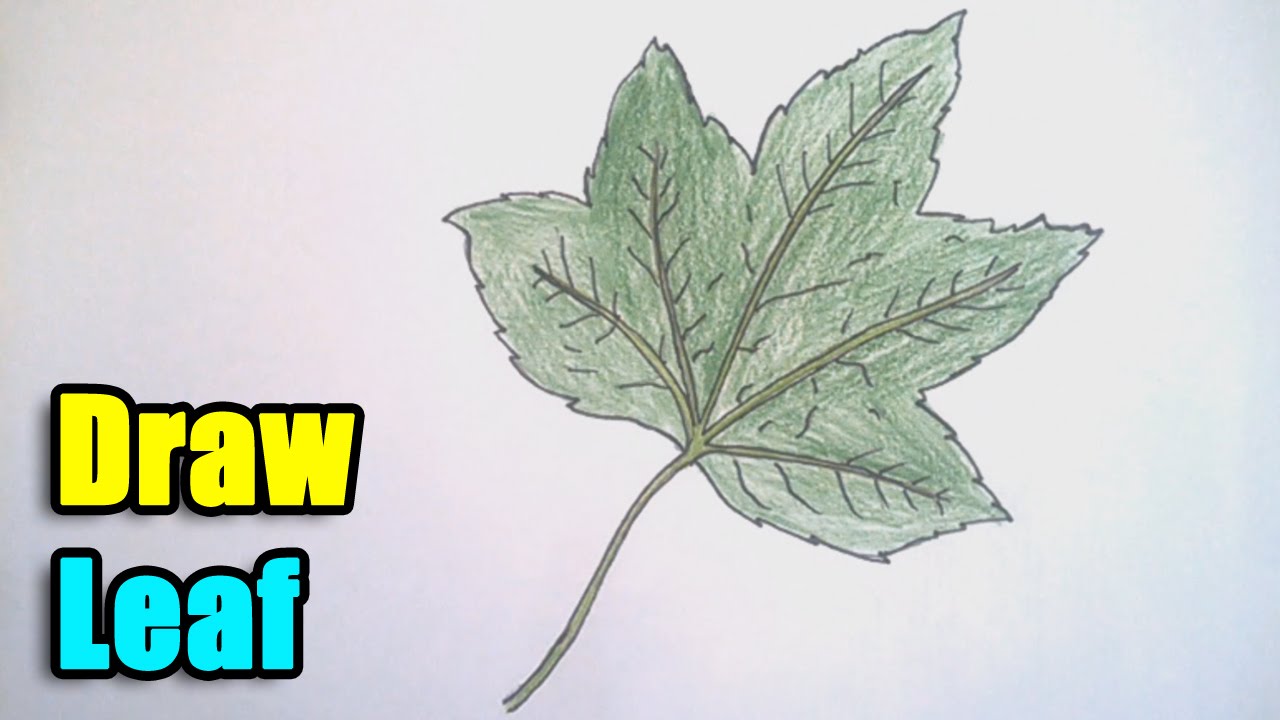 1280x720 How To Draw A Leaf Step - Leaves For Drawing