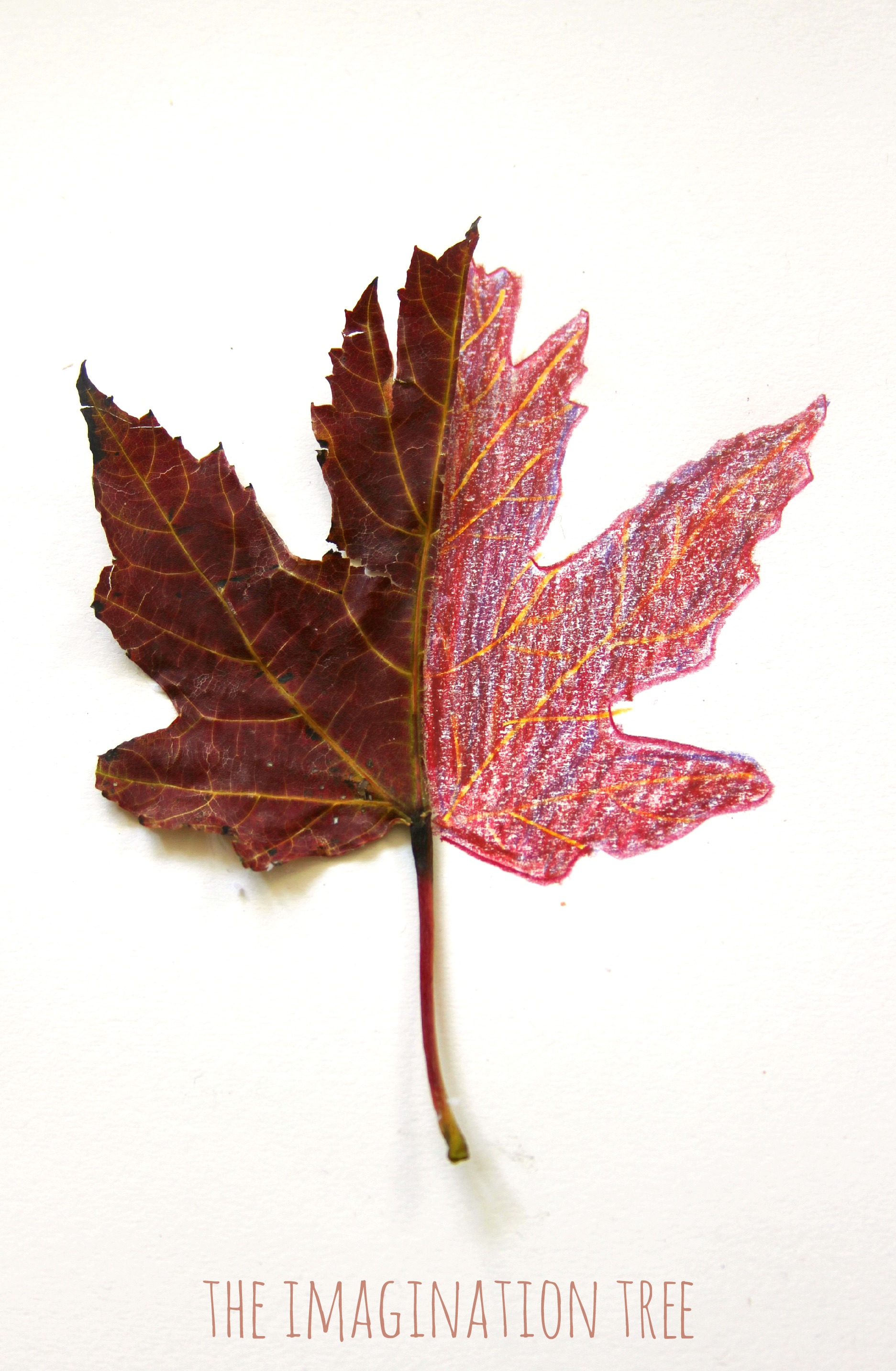 1873x2865 Mirror Leaf Drawings Nature Art - Leaves For Drawing