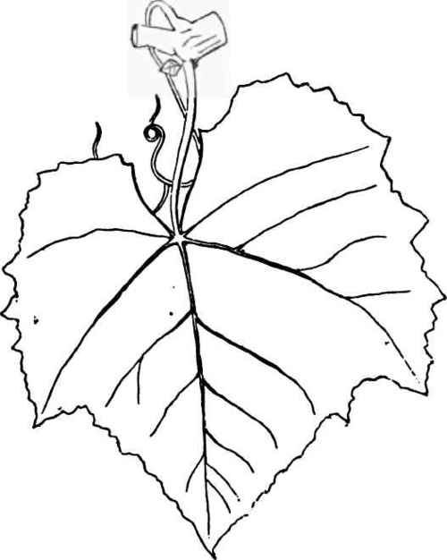 500x626 pics for gt grape leaves drawing leaves in leaf drawing - Leaves For Drawing