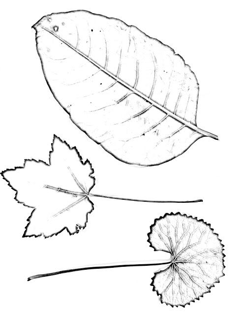 494x640 The Helpful Art Teacher Drawing Magnified Leaves Finding The Details - Leaves For Drawing