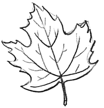400x413 A Drawing Of A Leaf - Leaves For Drawing