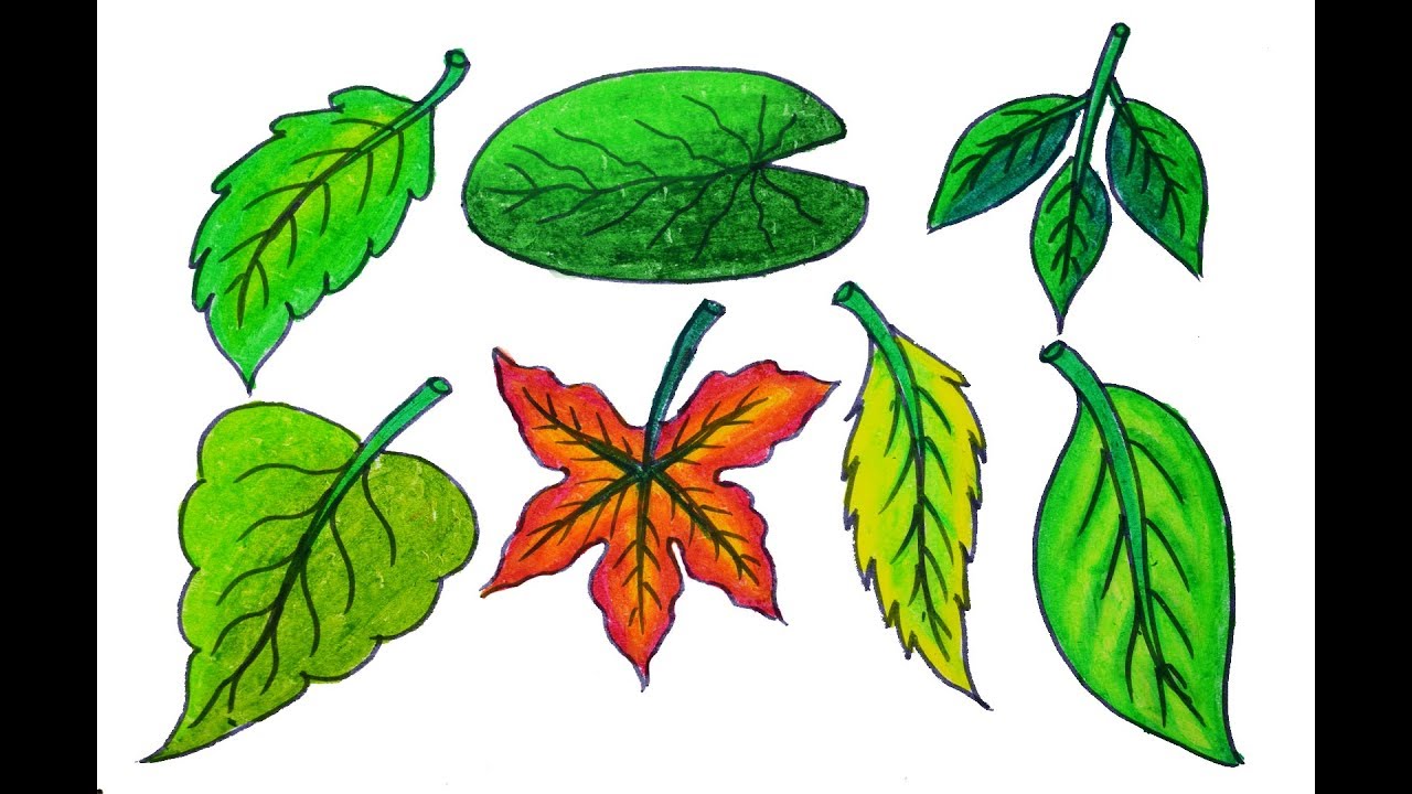 1280x720 draw different types of leaves, how to draw realistic leaves - Leaves For Drawing