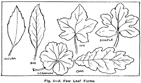 450x267 drawing flowers, plants, weeds, and leaves with drawing lessons - Leaves For Drawing