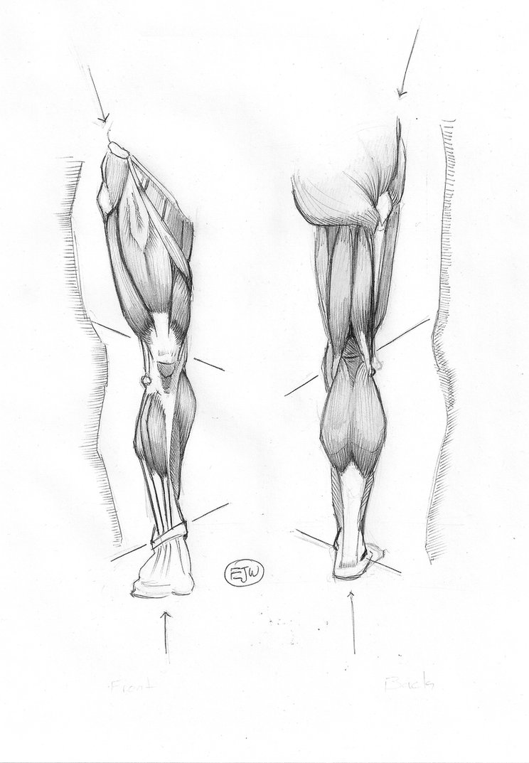 Leg Anatomy Drawing
