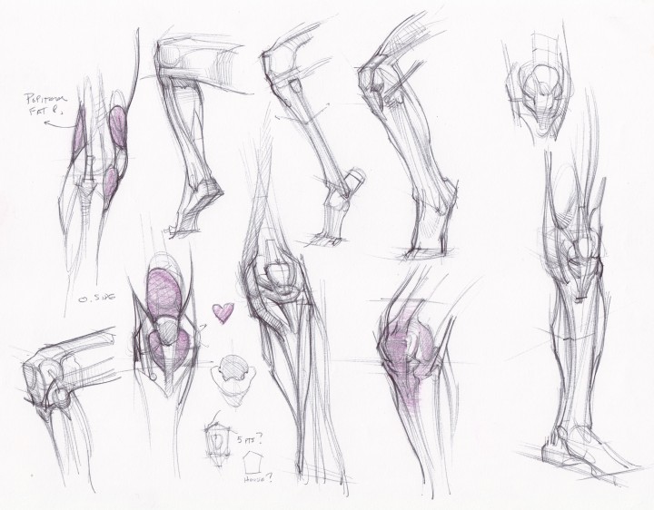 720x562 Feet And Leg Anatomy Genius Project - Leg Anatomy Drawing