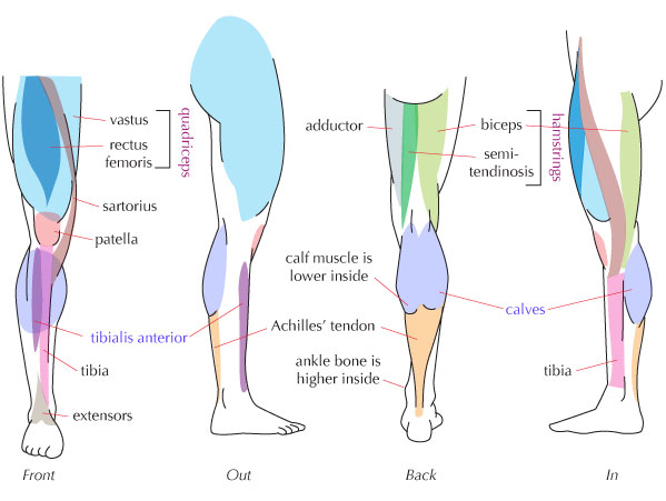 599x451 human anatomy fundamentals muscles and other body mass - Leg Anatomy Drawing