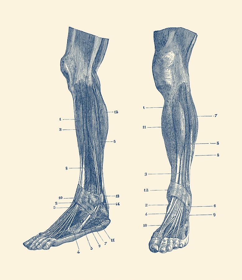 777x900 Leg Muscular System - Leg Anatomy Drawing