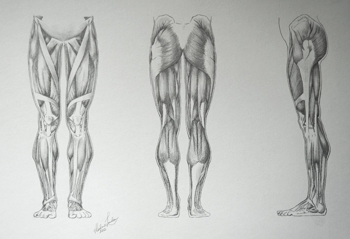 700x478 Muscles Of The Leg - Leg Anatomy Drawing