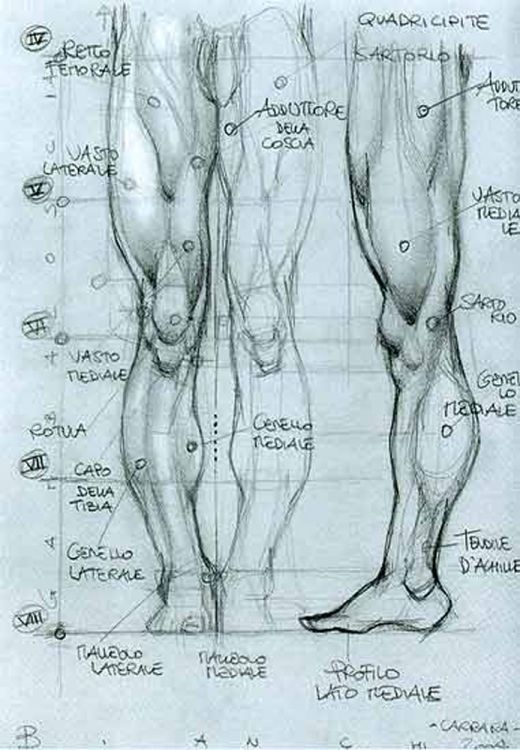 520x750 simone bianchi - Leg Anatomy Drawing