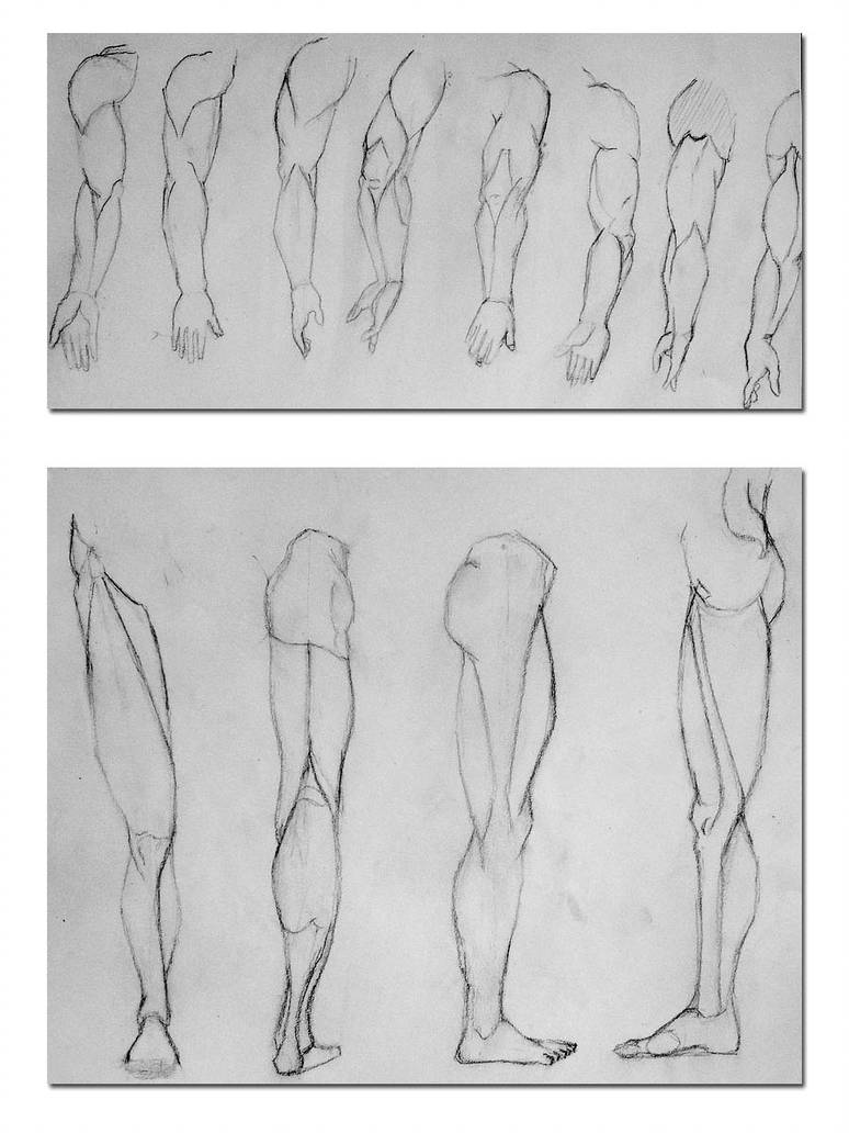774x1032 Arm And Leg Anatomy Diagrams - Leg Anatomy Drawing