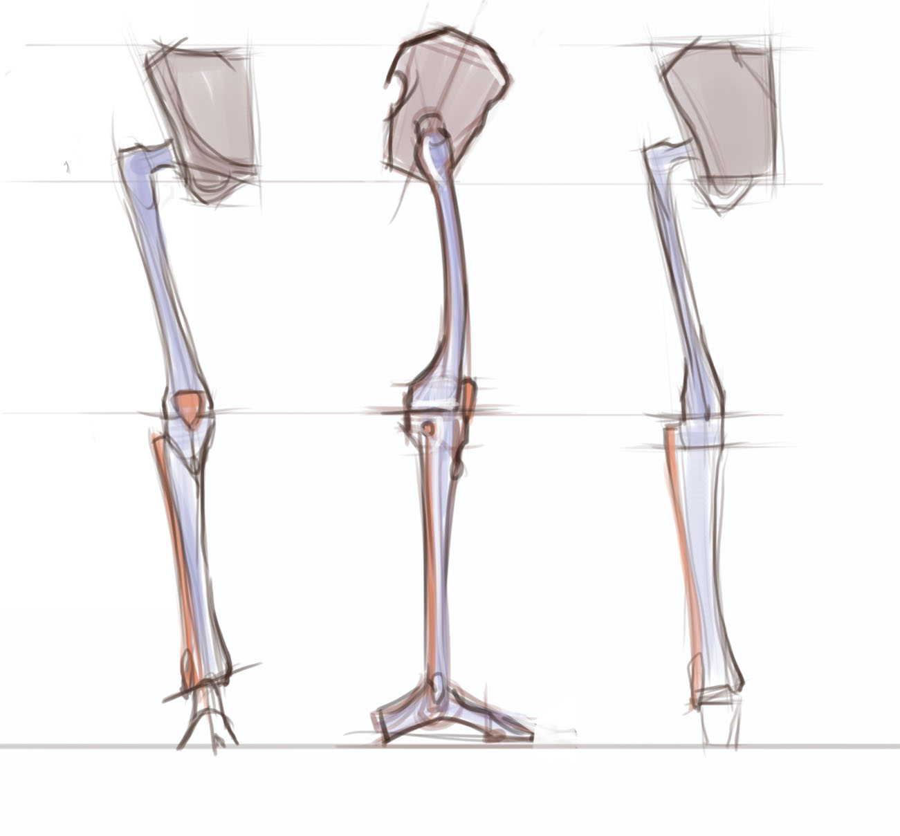 1301x1209 News Leg Anatomy - Leg Anatomy Drawing