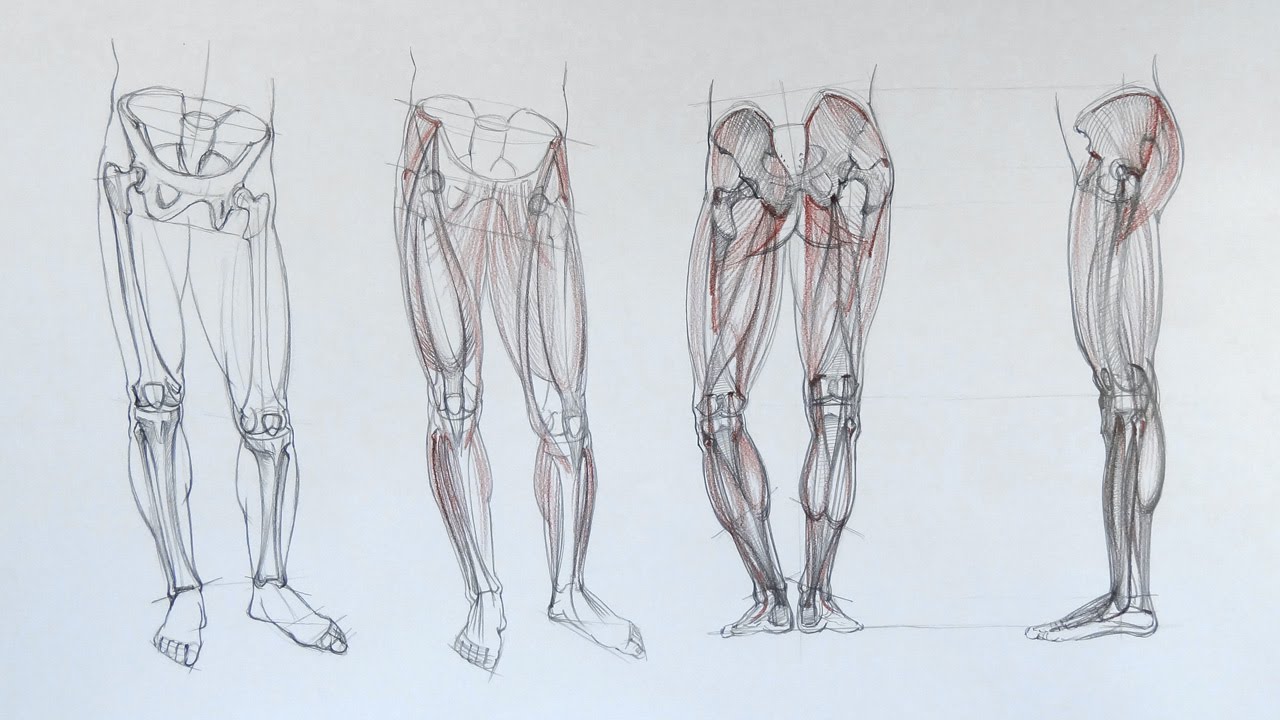 1280x720 anatomy of the leg - Leg Anatomy Drawing