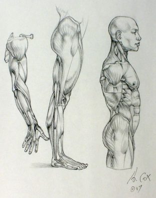 311x395 Character Design Collection Legs Anatomy - Leg Anatomy Drawing