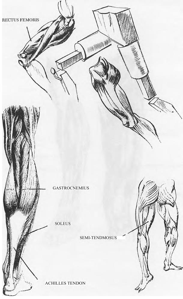 610x993 How To Draw Human Legs And Feet Drawing Article - Leg Muscles Drawing