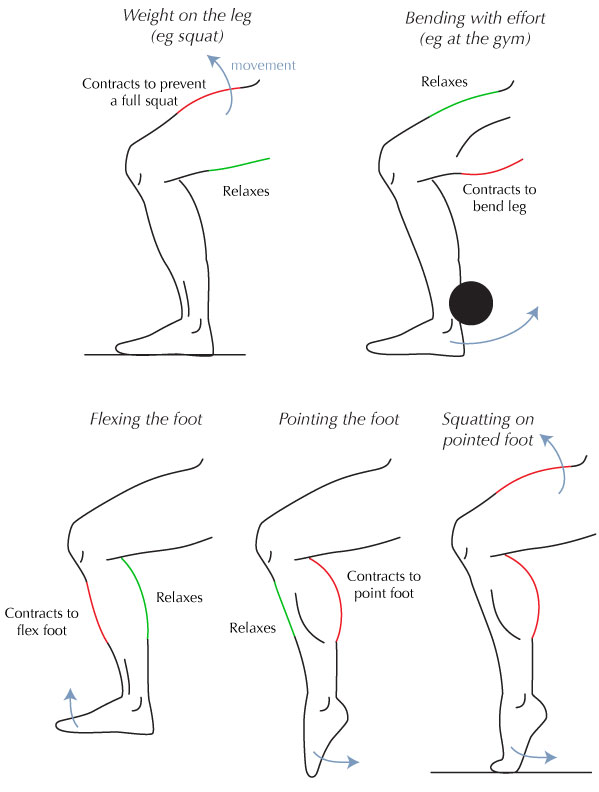 599x792 human anatomy fundamentals muscles and other body mass - Leg Muscles Drawing