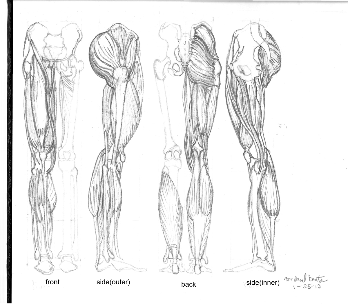 Мышцы нижней конечности карандашом