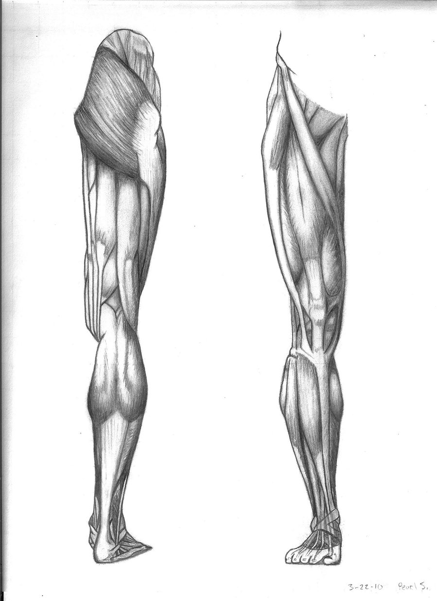 Leg art. Баммес мышцы бедра. Баммес анатомия мышцы ног. Мышцы стопы Баммес. Мышцы голени Баммес.