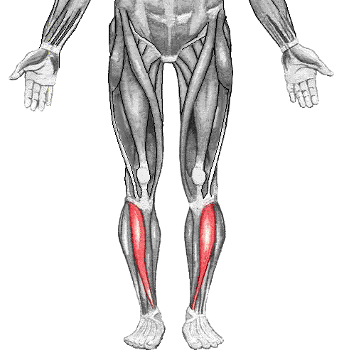 484x500 leg workout strength and volume swolescience - Leg Muscles Drawing
