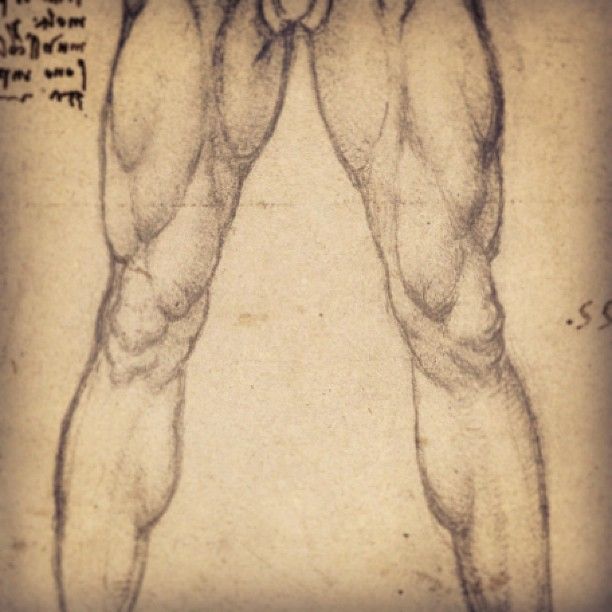 612x612 leg muscles male drawing drawings, drawing legs, anatomy drawing - Leg Muscles Drawing