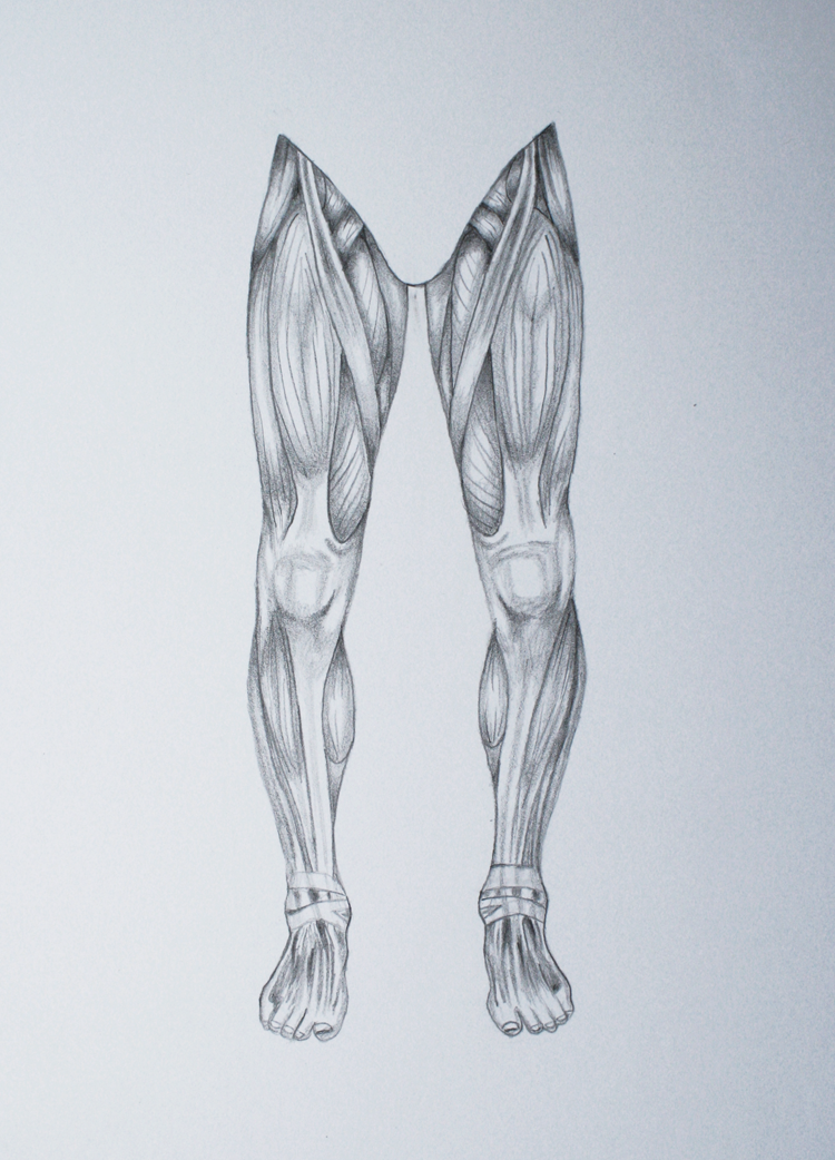 Leg Muscles Drawing at Explore collection of Leg