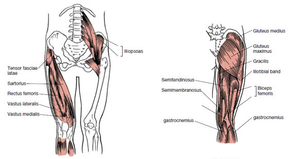 590x310 muscles that move the leg - Leg Muscles Drawing