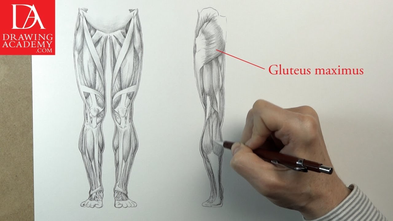 1280x720 muscles of the leg presented - Leg Muscles Drawing