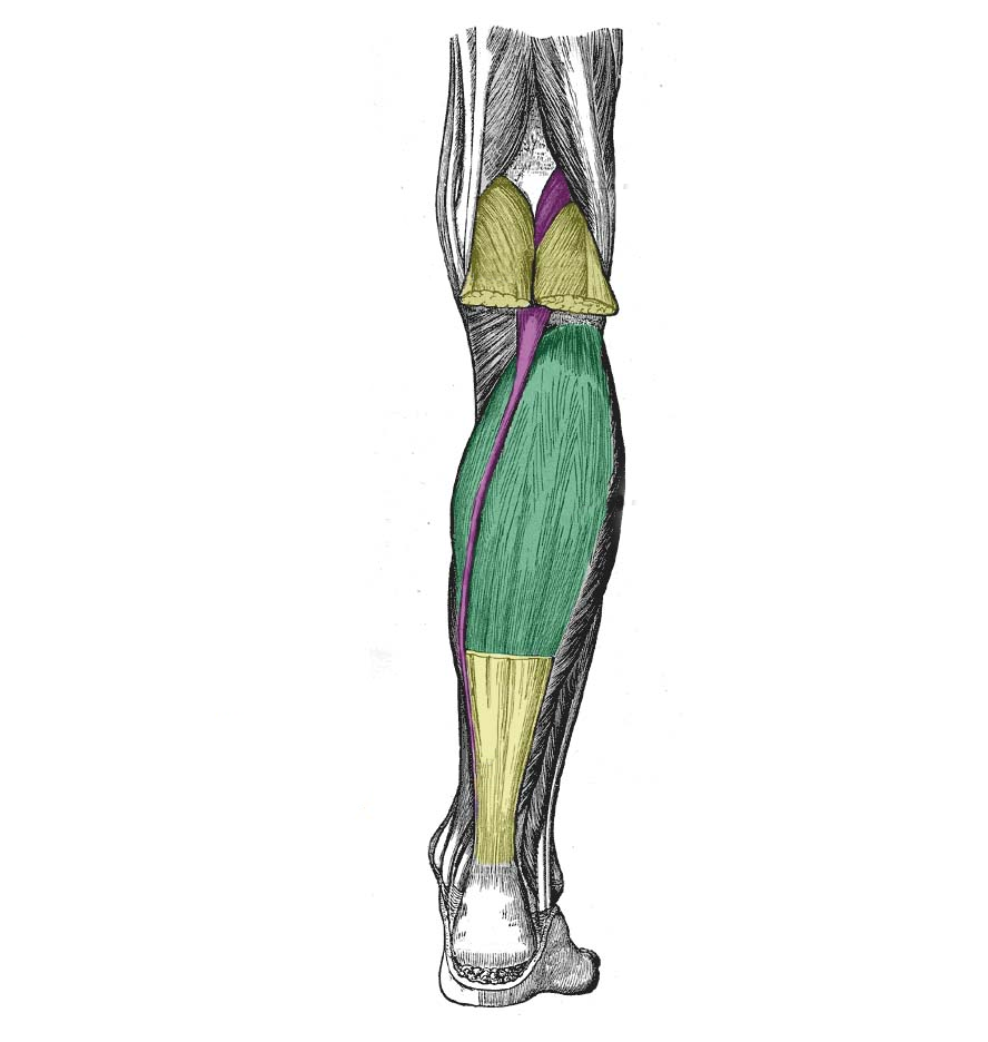 888x936 muscles of the posterior leg - Leg Muscles Drawing
