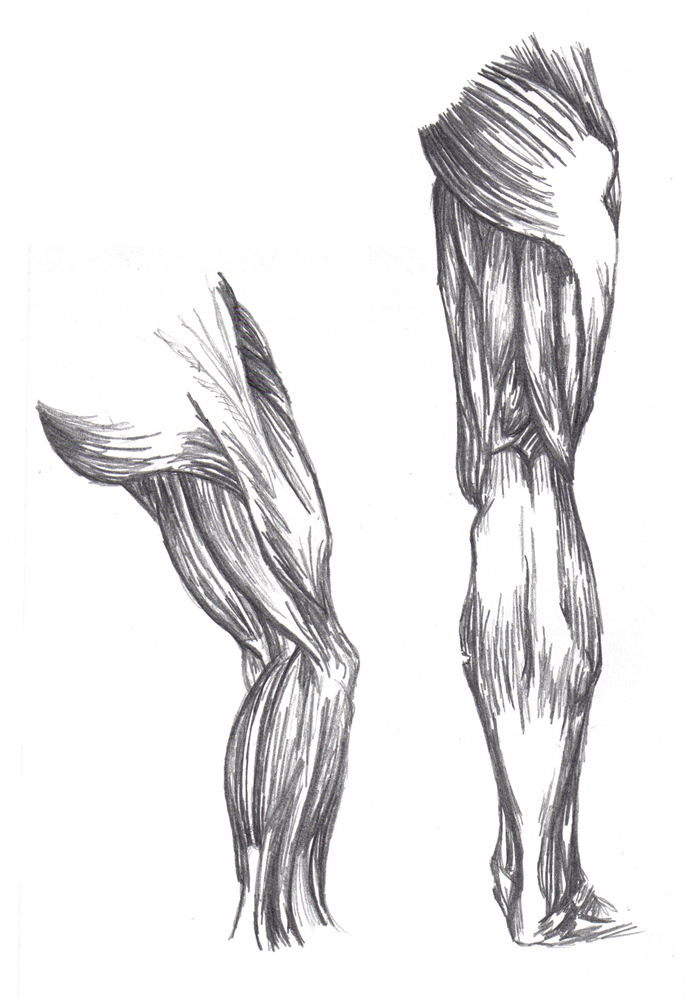 687x1000 Drawing Legs Leg Muscle For Free Download - Leg Muscles Drawing