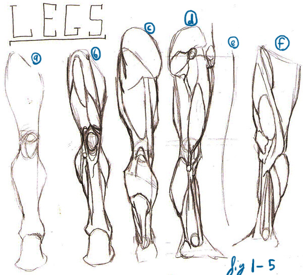 600x544 My Fyp Project Research - Leg Muscles Drawing