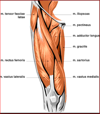 351x399 visual gems studio blog - Leg Muscles Drawing