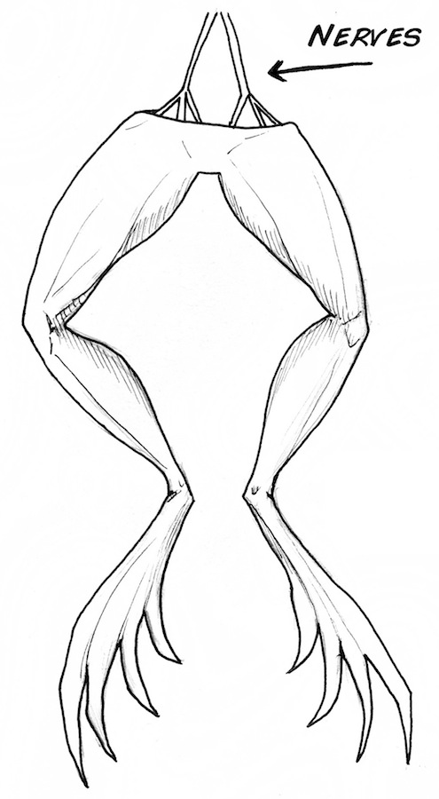 495x900 experimentthe dancing cockroach leg microstimulation of neurons - Leg Muscles Drawing