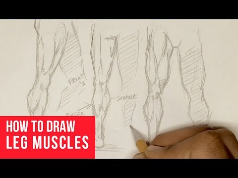 480x360 how to draw leg muscles - Leg Muscles Drawing
