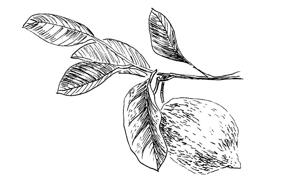 Lemon Tree Drawing at PaintingValley.com | Explore collection of Lemon ...
