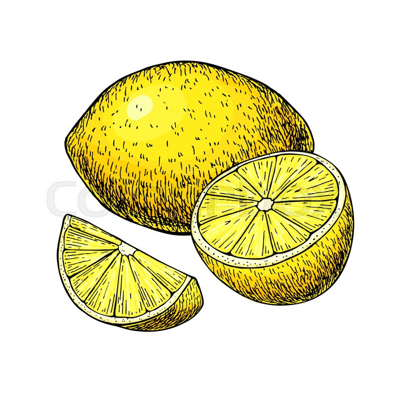 800x800 Lemon Vector Drawing Summer Fruit Stock Vector Colourbox - Lemon Drawing