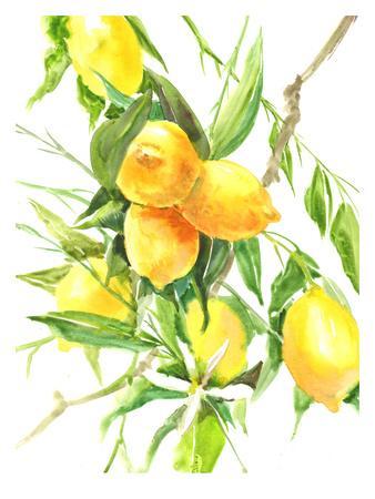 338x450 Lemon Tree Art Print - Lemon Tree Drawing