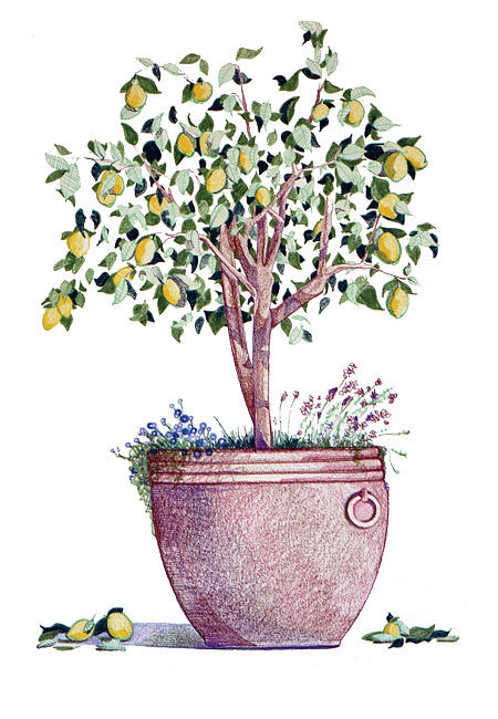 450x650 Lemon Tree Drawing - Lemon Tree Drawing