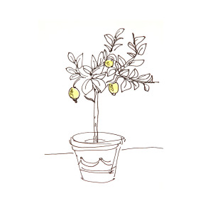 300x300 Lemon Tree Drawing - Lemon Tree Drawing