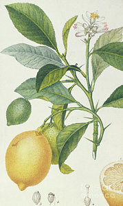 179x300 Lemon Tree Drawings Fine Art America - Lemon Tree Drawing