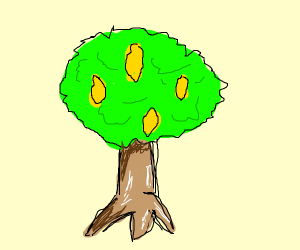 300x250 Lemon Tree Drawing - Lemon Tree Drawing