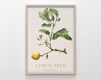 Lemon Tree Drawing at PaintingValley.com | Explore collection of Lemon ...