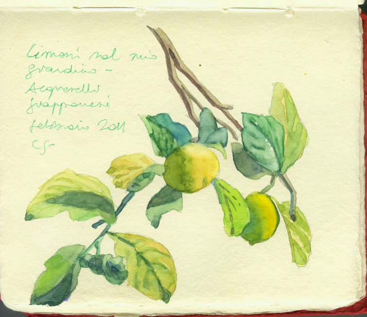 754x652 Sketching In Nature Lemon Tree In My Garden Concetta Flore Italy - Lemon Tree Drawing