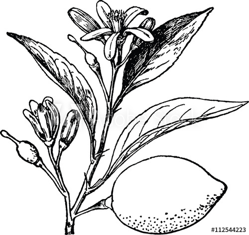 500x471 Vintage Image Lemon Tree - Lemon Tree Drawing